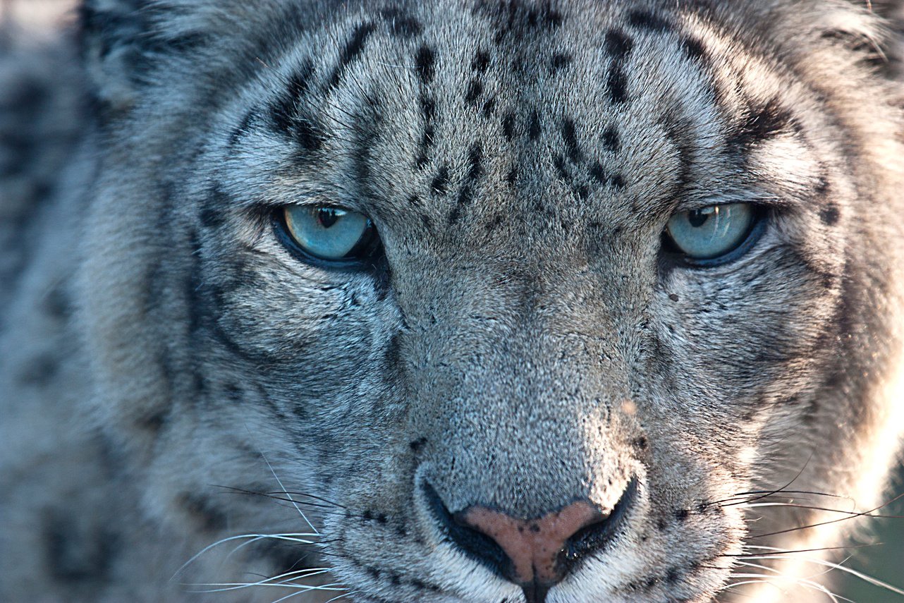 Snow Leopard